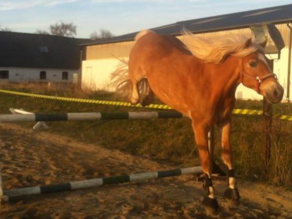 Haflinger Astilbe billede 22