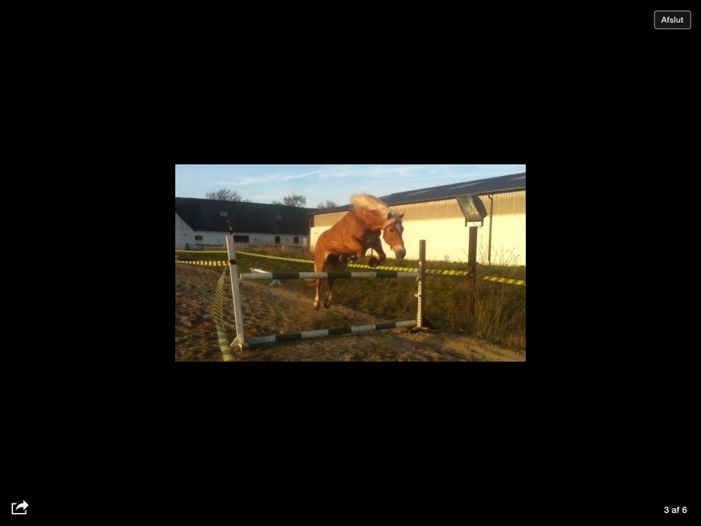 Haflinger Astilbe billede 23