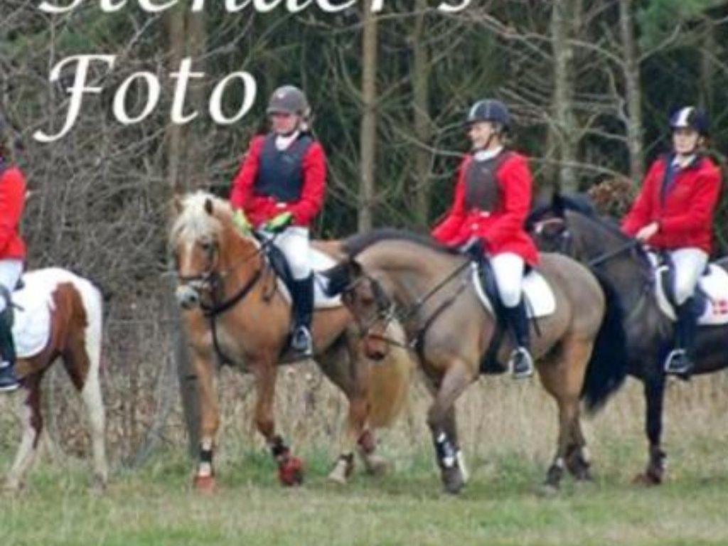 Haflinger Astilbe billede 25