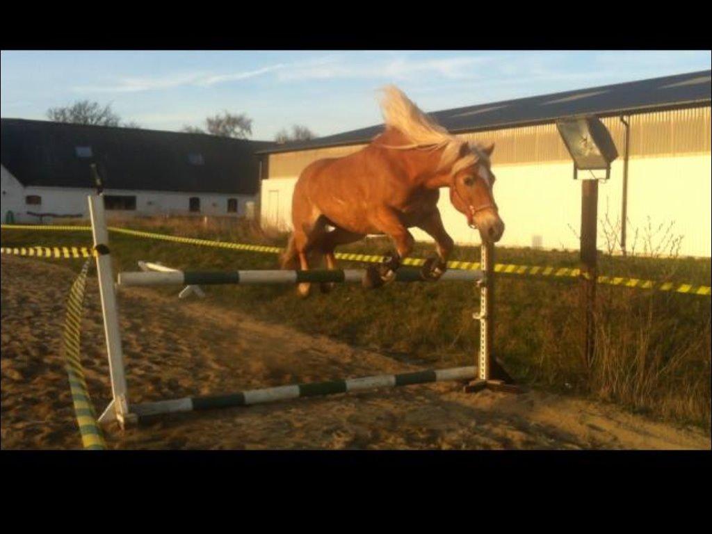 Haflinger Astilbe billede 27