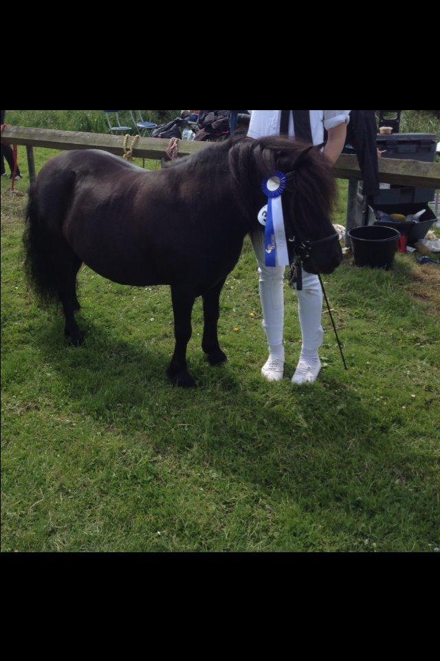 Shetlænder Solbjergs Bonnie - Nibe dyrskue 2014, Bonnie fik 23 point ud af 24. Stolt af min lille pons <3 billede 14