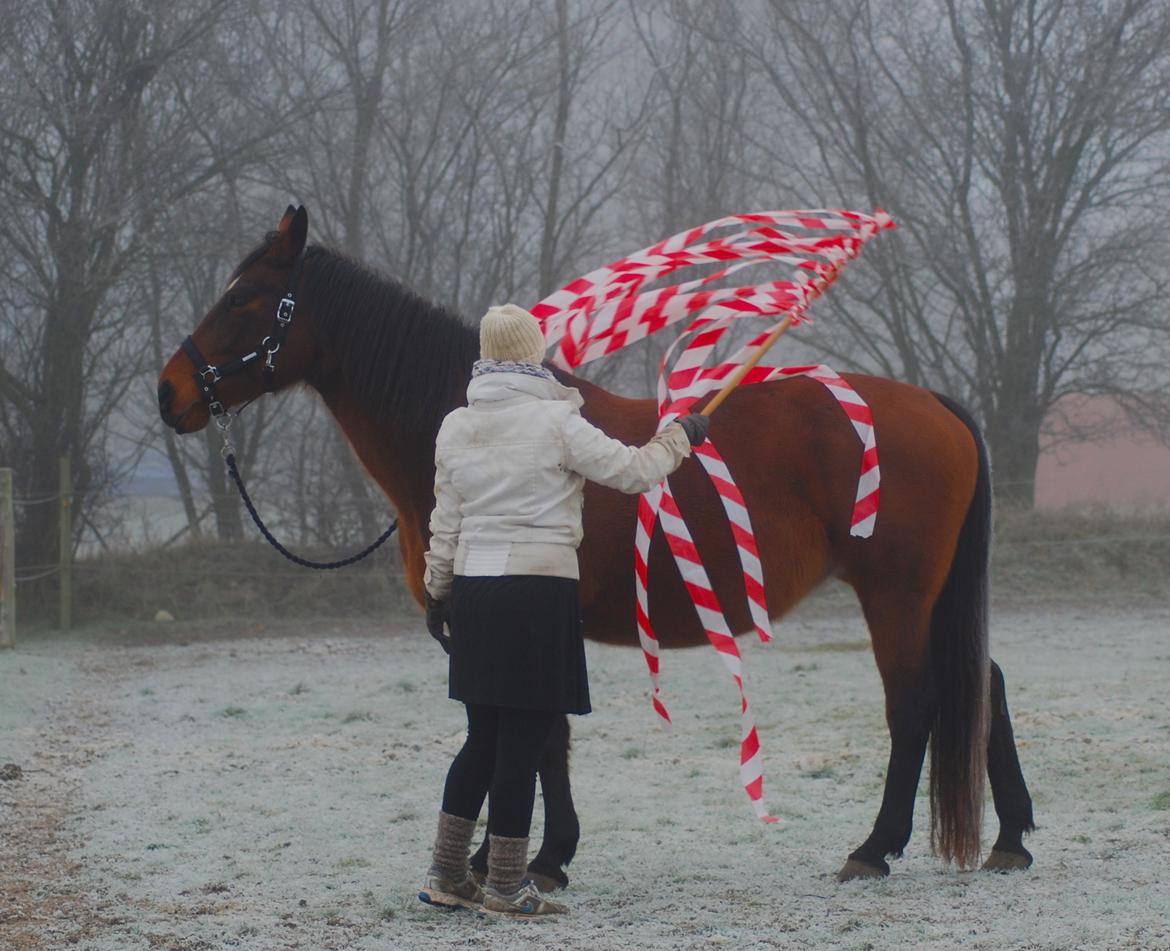 Anden særlig race Flicka <3 | Himmelhest  - ... der er ingen grænser for hvad man skal finde sig i ;)  billede 15