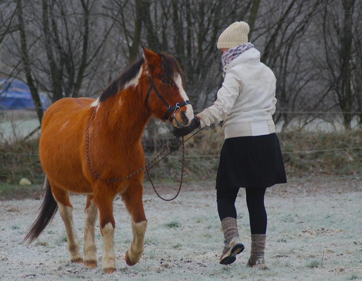 Anden særlig race Shrek | Himmelhest - Der arbejdes hård på versaderne ;)  billede 4