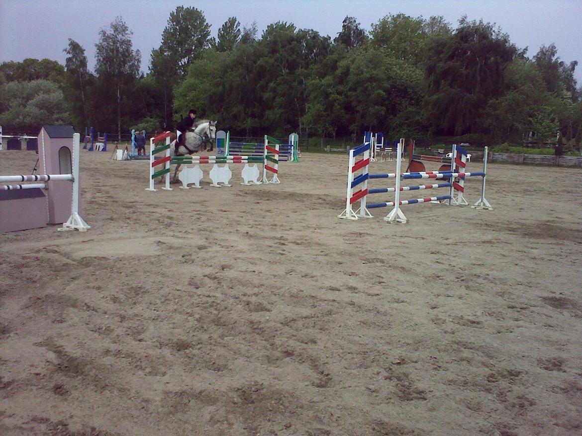 Anden særlig race Windrose's Athena - Springstævne  billede 16