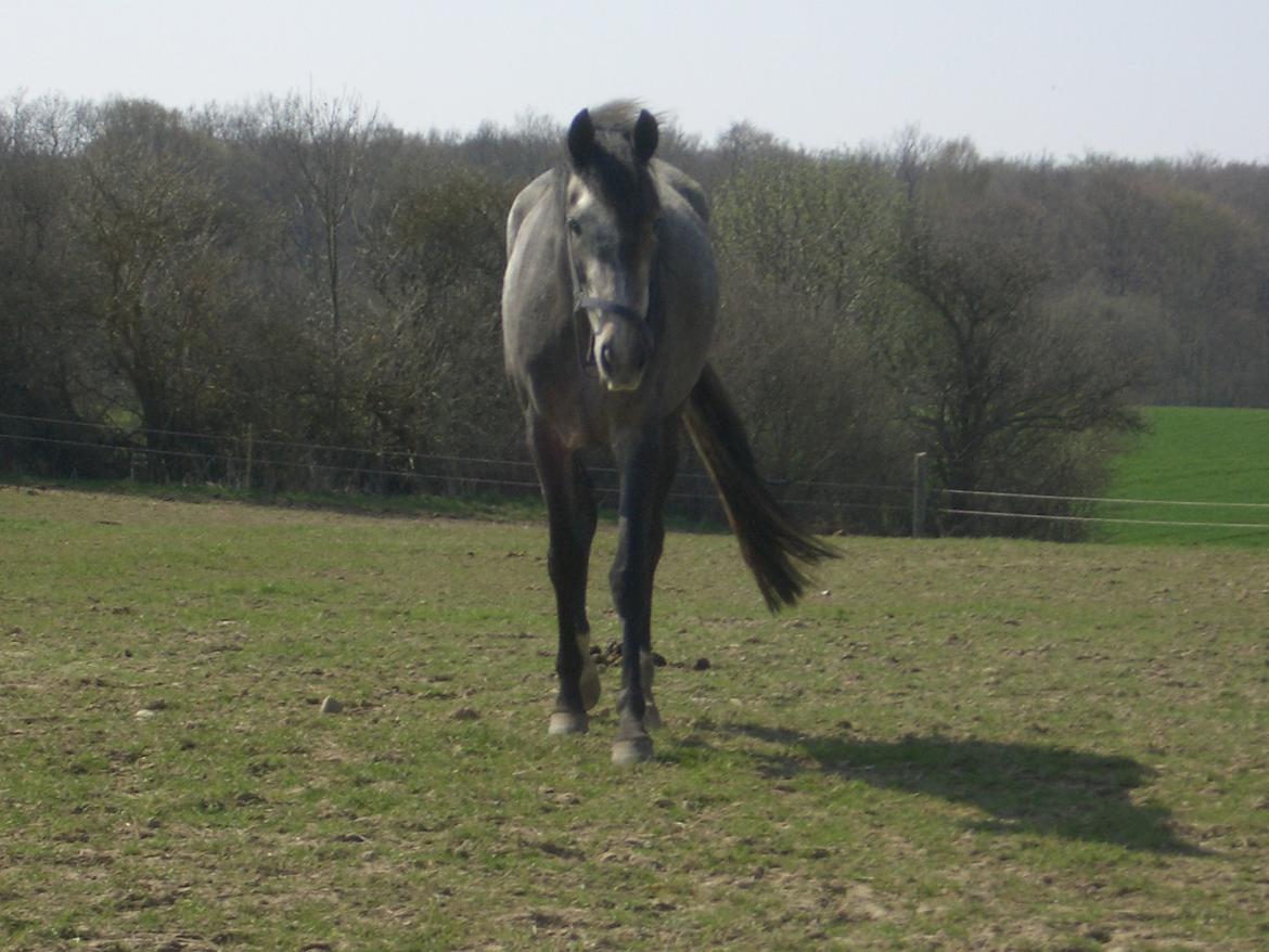 Anden særlig race Windrose's Athena billede 17