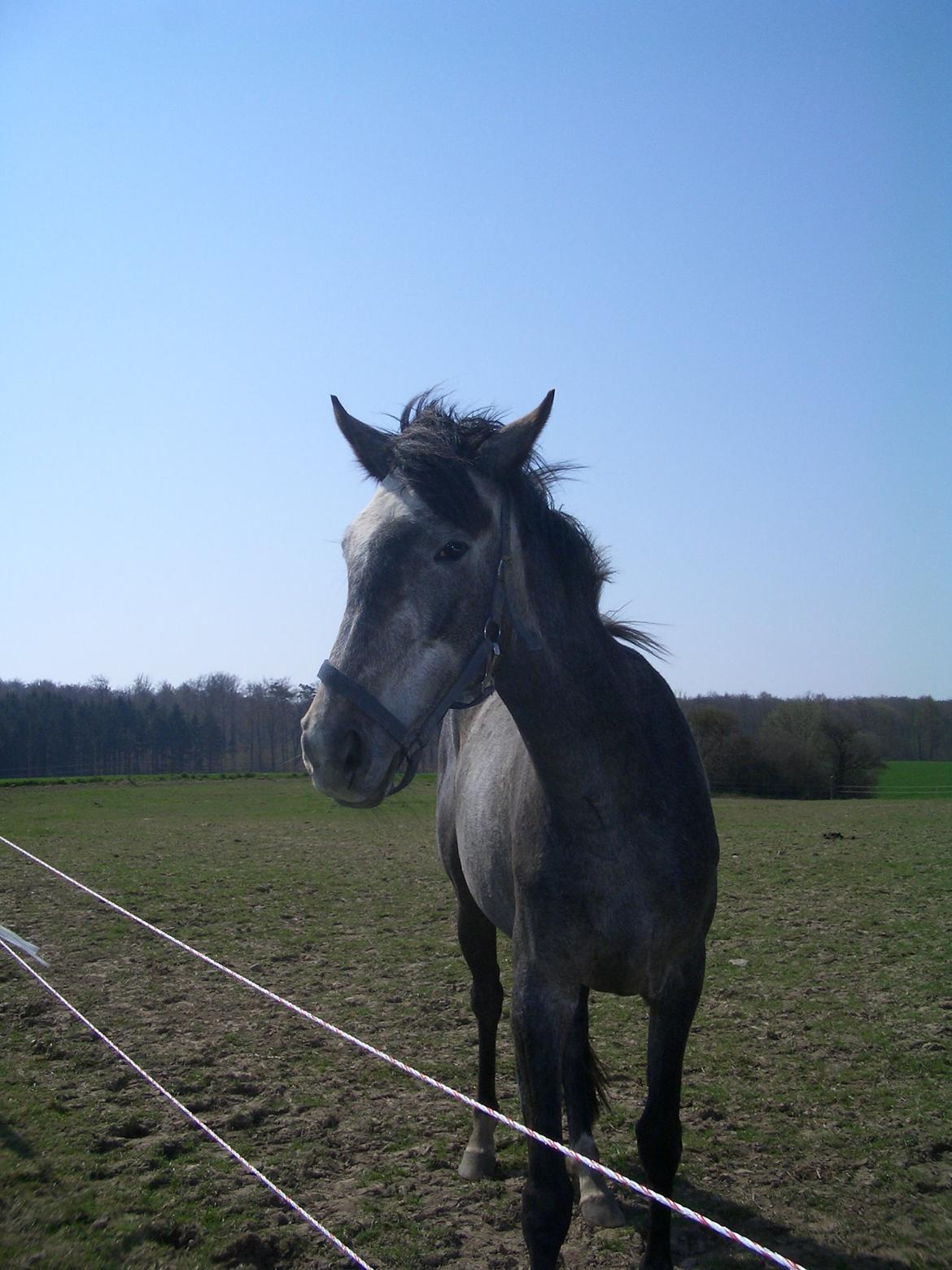 Anden særlig race Windrose's Athena billede 20