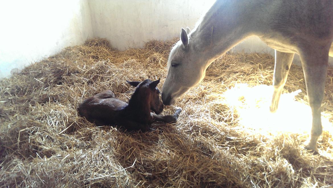 Anden særlig race Windrose's Athena - første møde med sin søn Poseidon billede 11