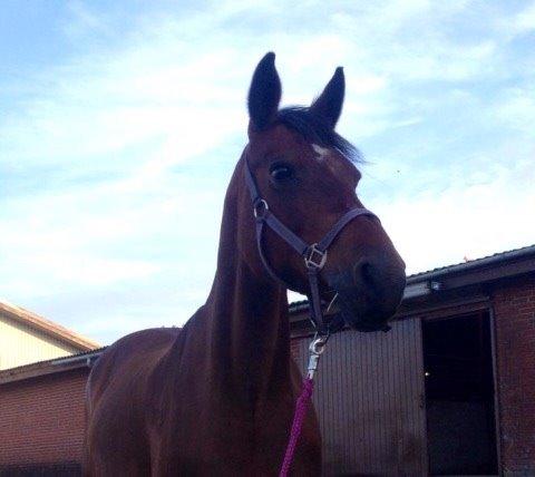 Anden særlig race Patricia billede 6