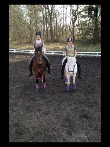 Anden særlig race Patricia billede 9