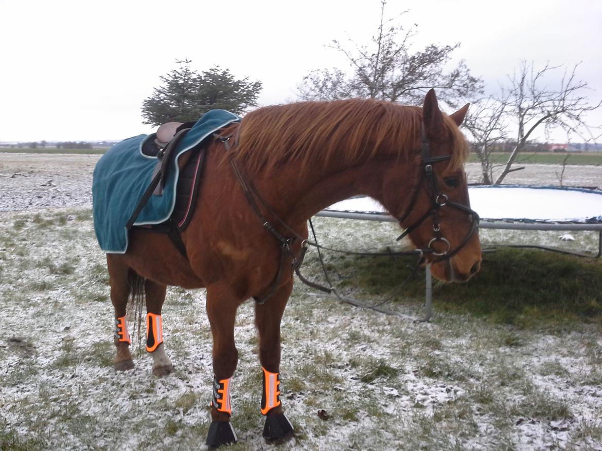 Fuldblod (XX) Jasmin - vinter 14 billede 17