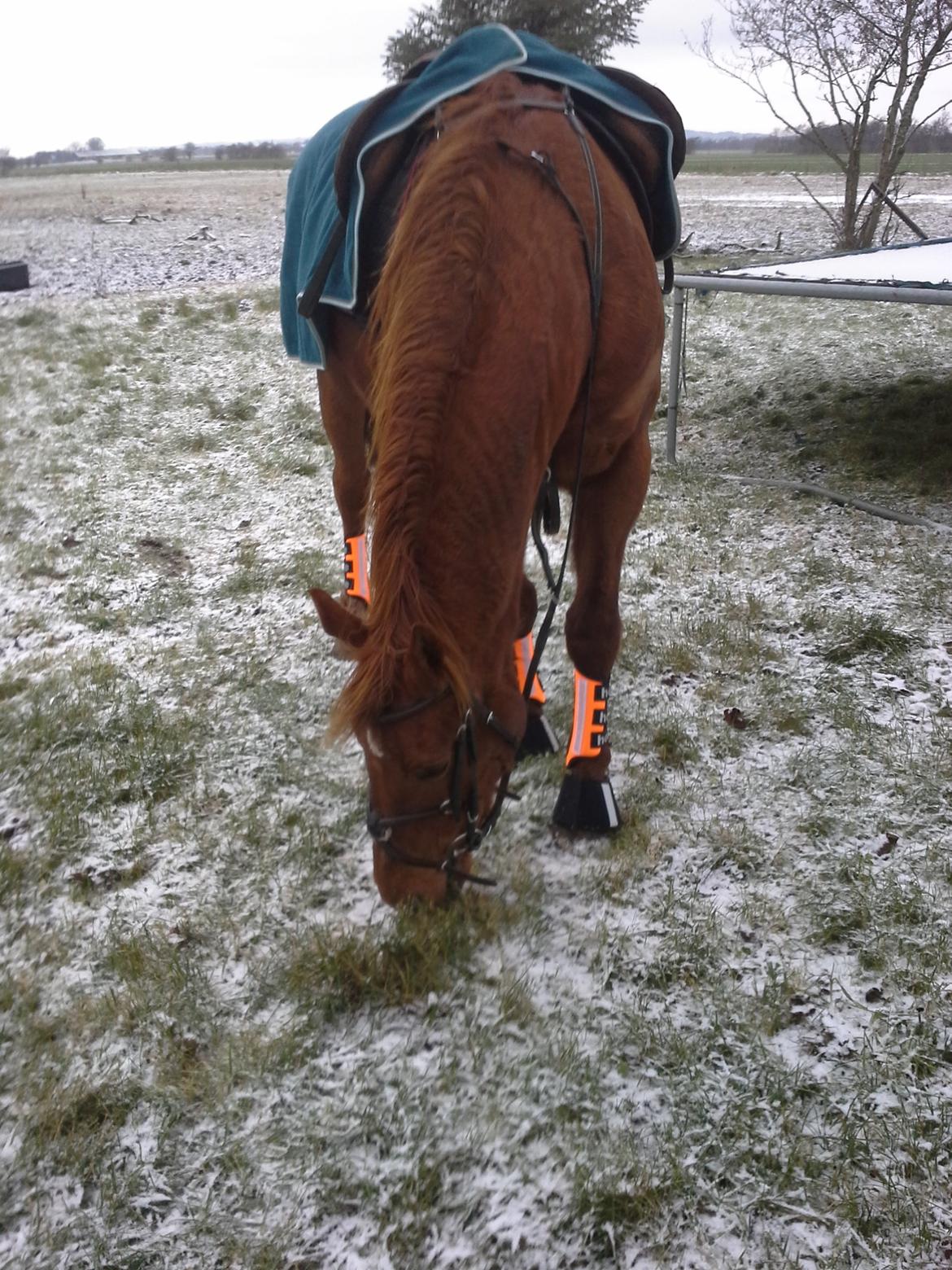 Fuldblod (XX) Jasmin - vinter 14 billede 18