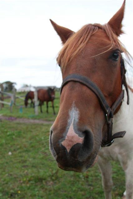 Anden særlig race Højersmindes Dancer billede 3