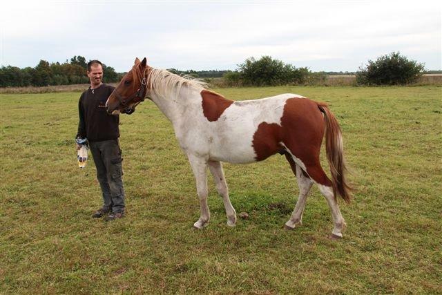 Anden særlig race Højersmindes Dancer billede 6