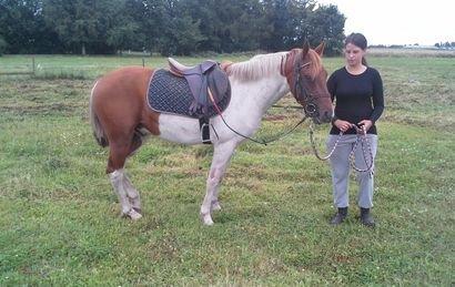 Anden særlig race Højersmindes Dancer billede 7