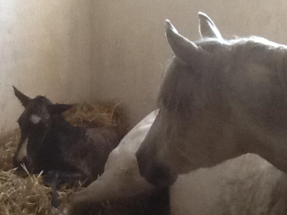 Anden særlig race Windrose's Athena - Så blev man mor for første gang  billede 12