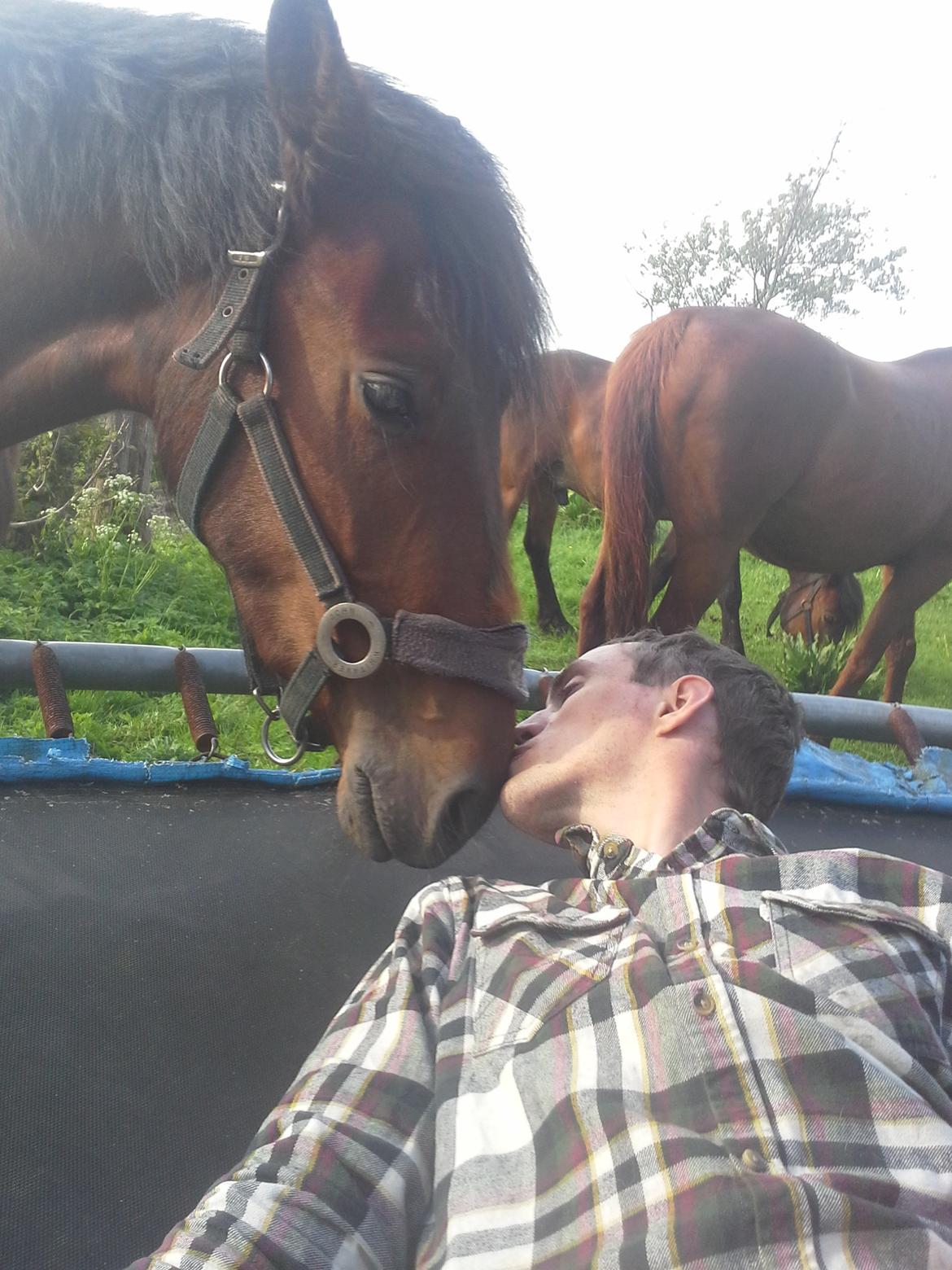 Anden særlig race Højersmindes Ofelia billede 3