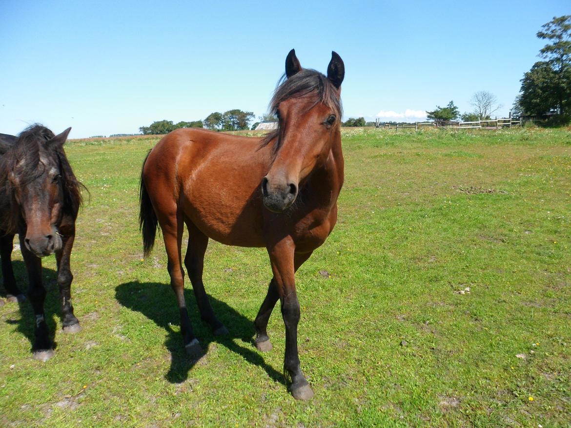 Anden særlig race Højersmindes Ofelia billede 7