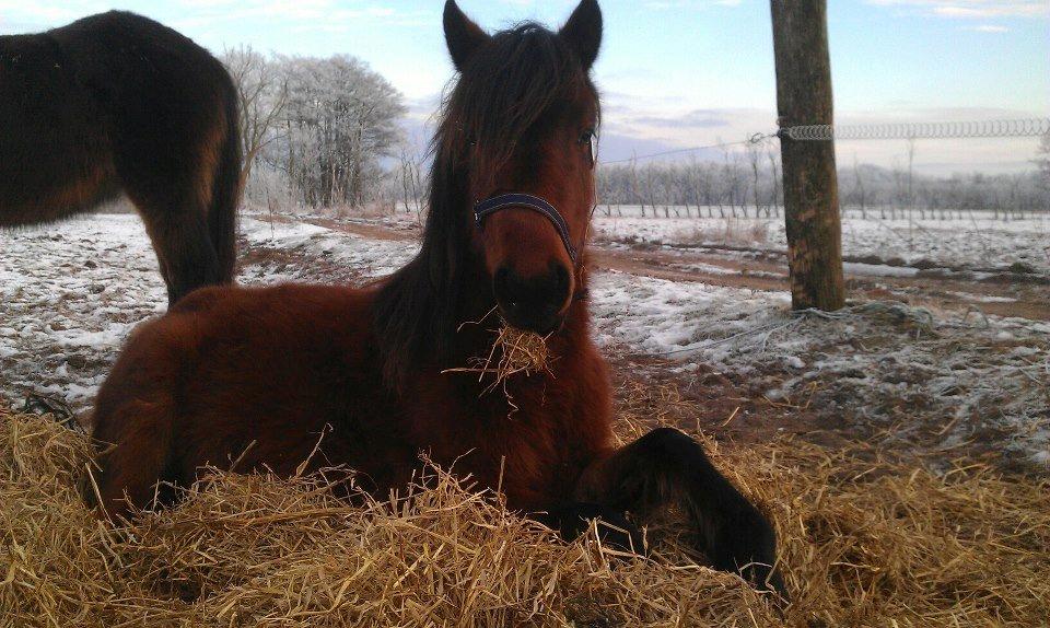 Anden særlig race Højersmindes Ofelia billede 11