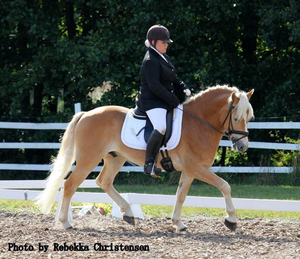 Haflinger Alganto a kroggaard billede 6