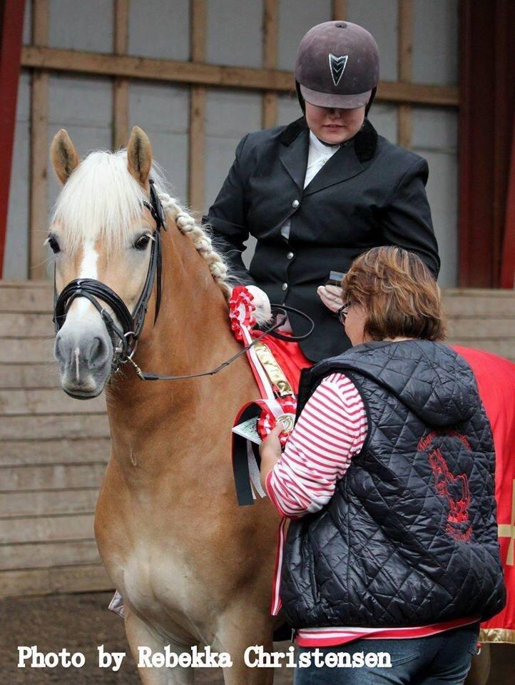 Haflinger Alganto a kroggaard billede 8