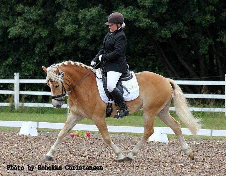 Haflinger Alganto a kroggaard billede 9