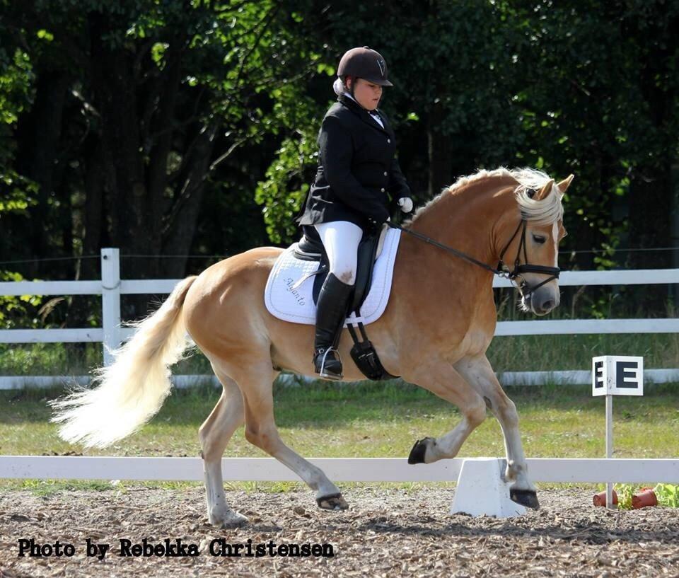 Haflinger Alganto a kroggaard billede 10