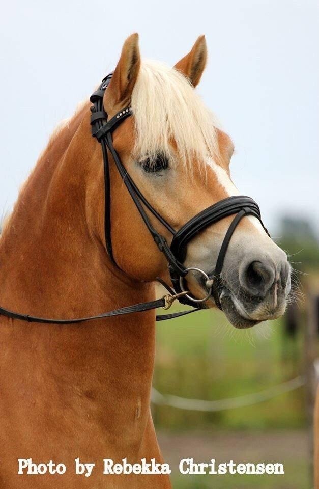 Haflinger Alganto a kroggaard billede 11