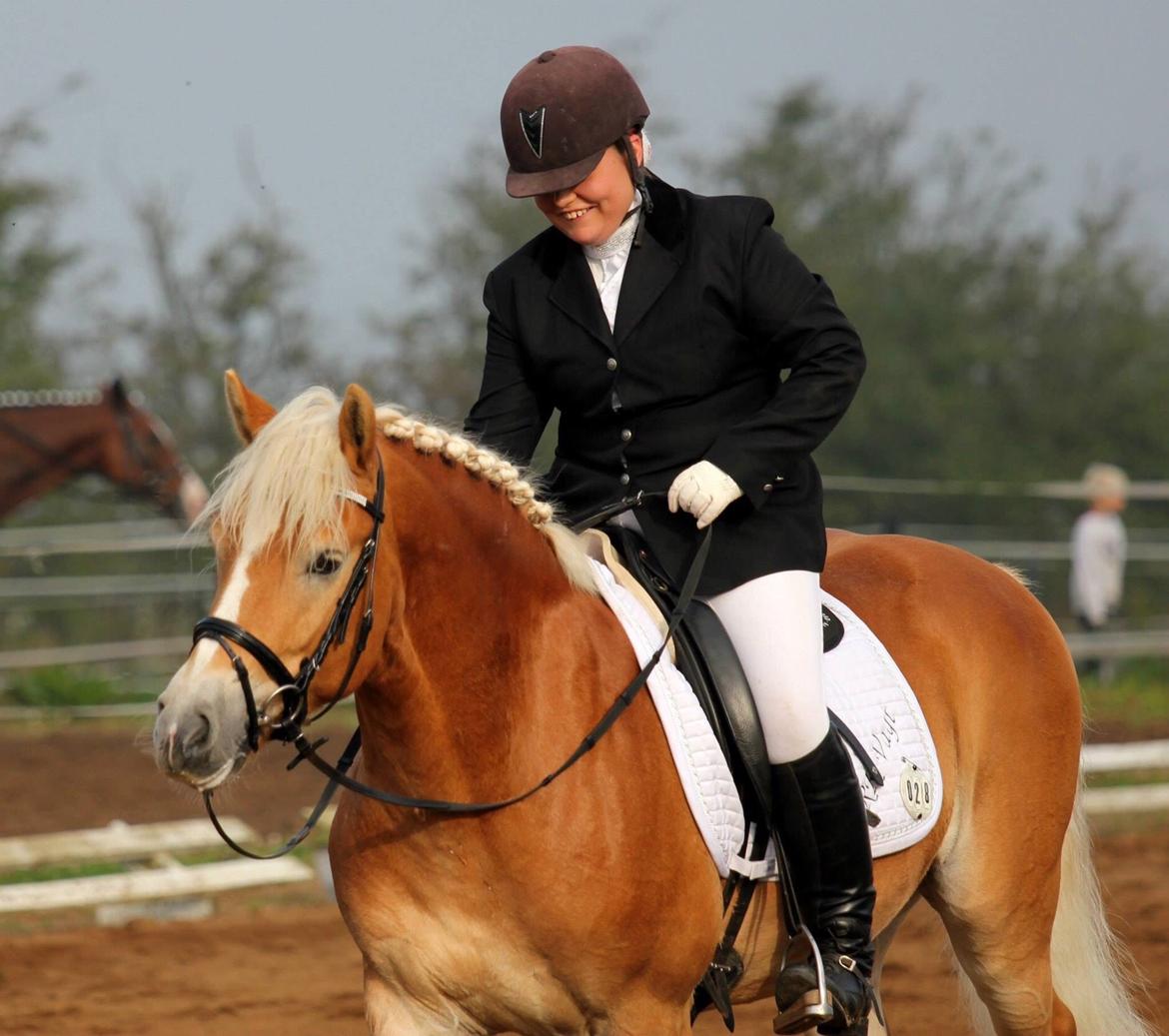 Haflinger Alganto a kroggaard billede 7