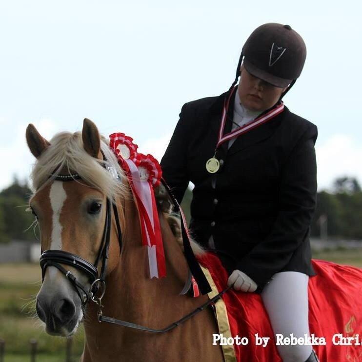 Haflinger Alganto a kroggaard billede 4