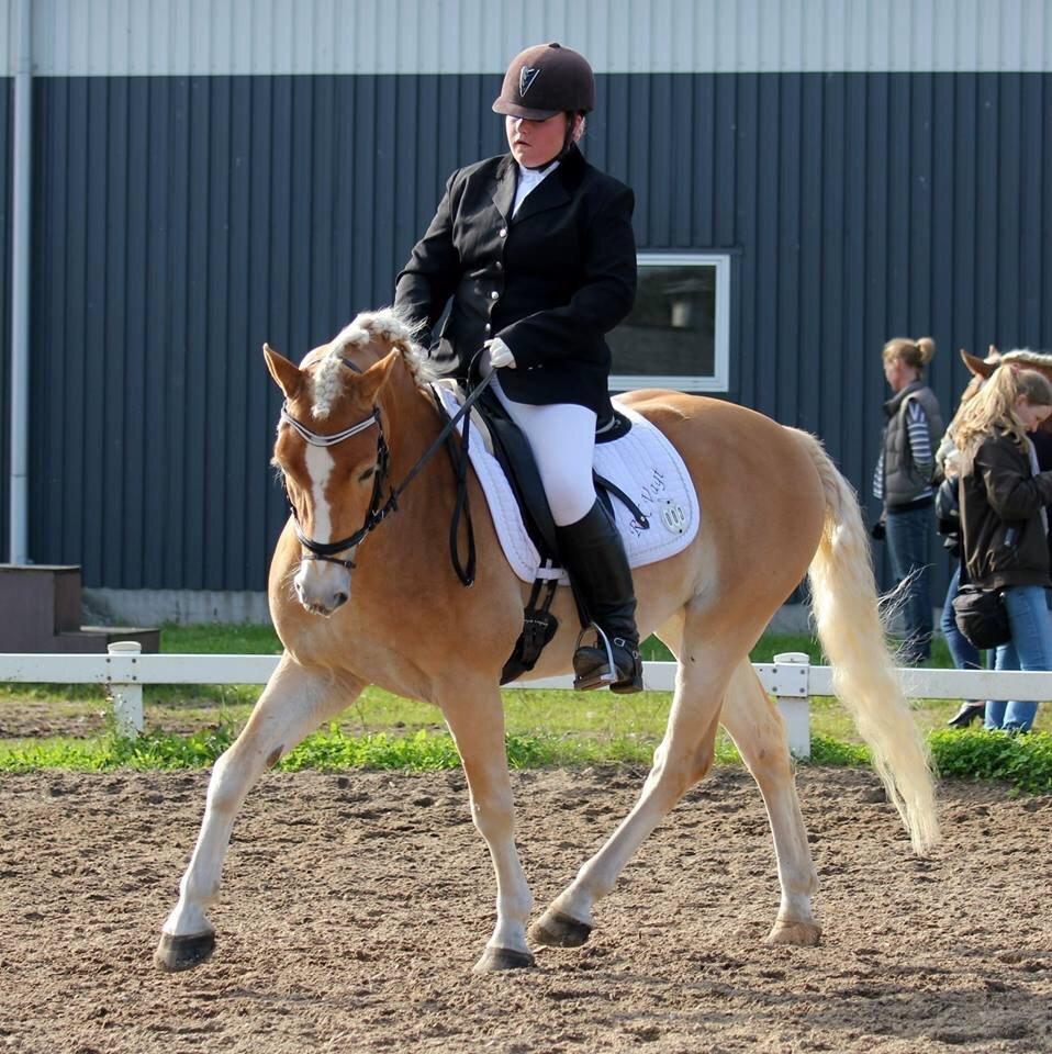Haflinger Alganto a kroggaard billede 17