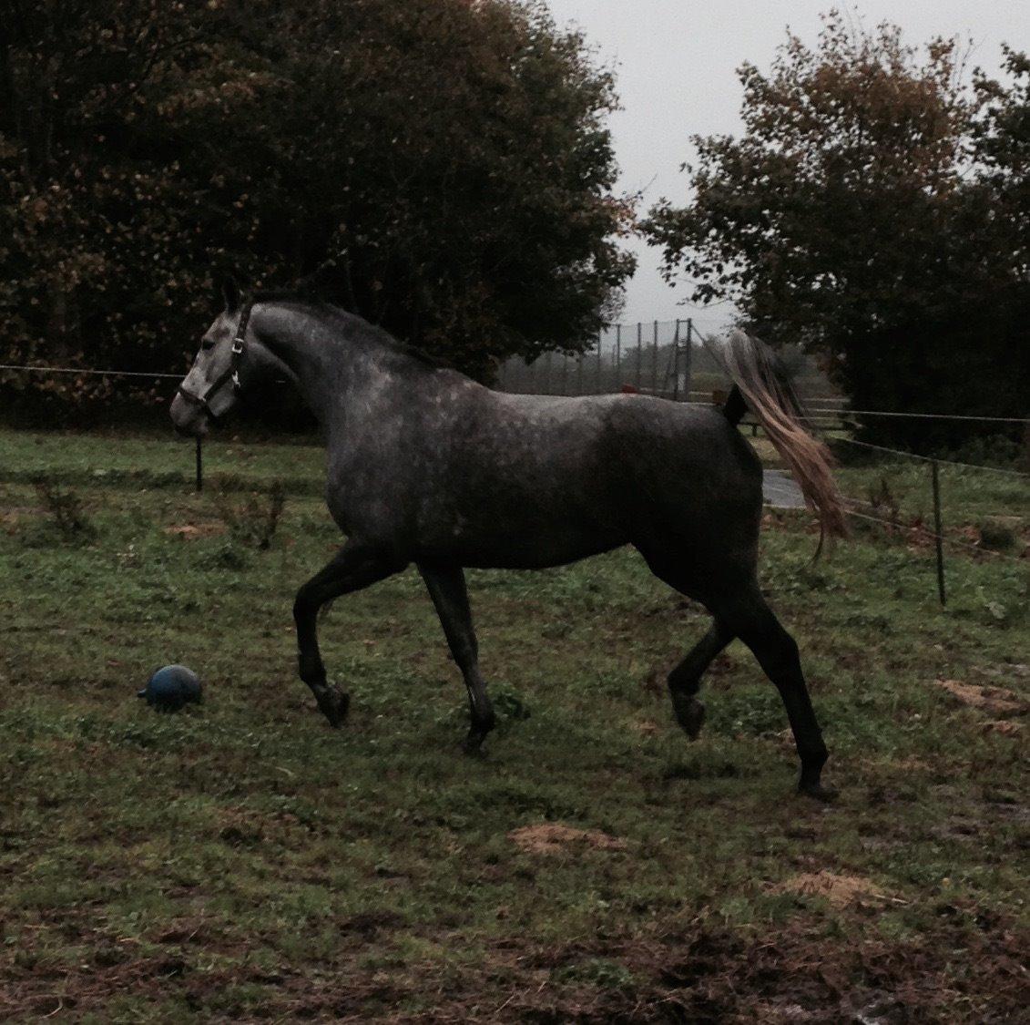 Dansk Varmblod Herslev Mark's Chanell billede 1
