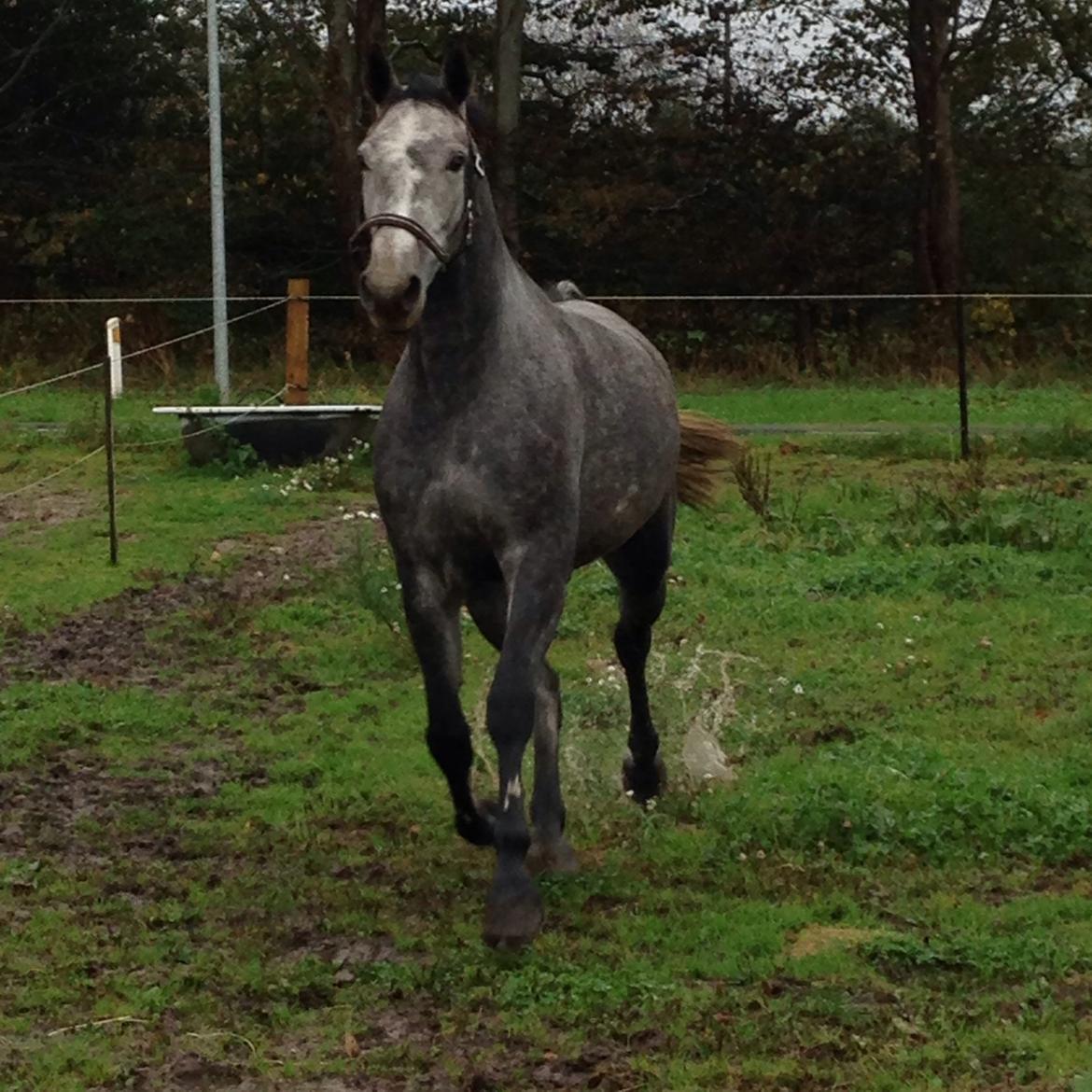 Dansk Varmblod Herslev Mark's Chanell billede 5