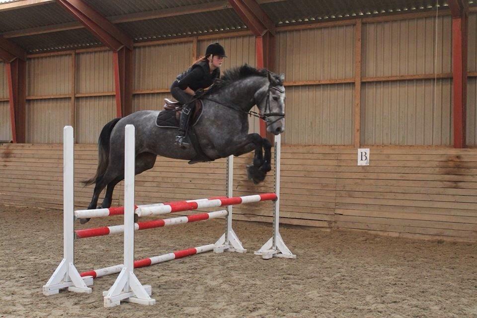 Dansk Varmblod Herslev Mark's Chanell billede 6