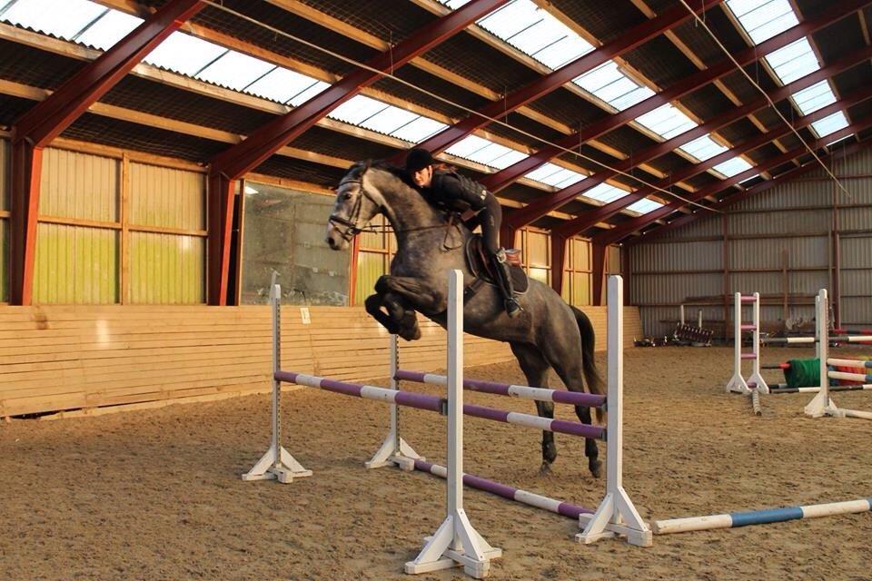 Dansk Varmblod Herslev Mark's Chanell billede 7