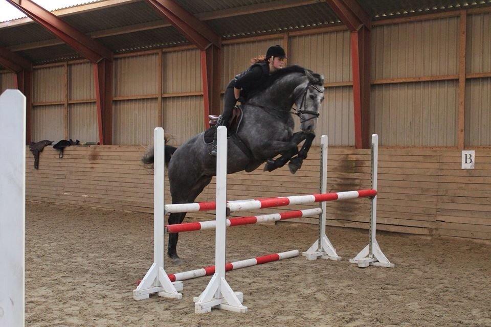 Dansk Varmblod Herslev Mark's Chanell billede 8