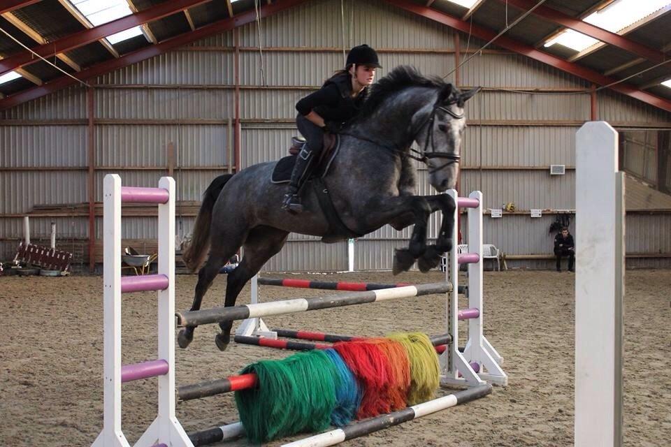 Dansk Varmblod Herslev Mark's Chanell billede 9