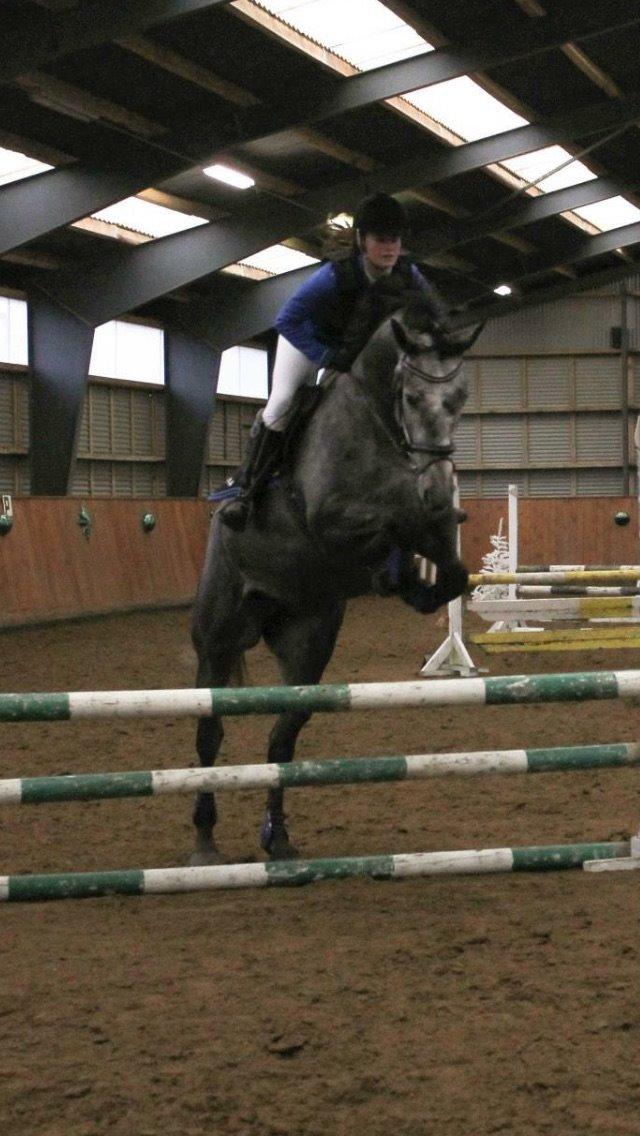 Dansk Varmblod Herslev Mark's Chanell billede 11