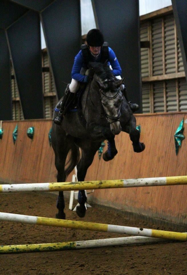 Dansk Varmblod Herslev Mark's Chanell billede 12