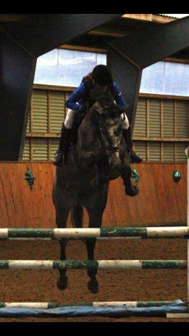 Dansk Varmblod Herslev Mark's Chanell billede 13
