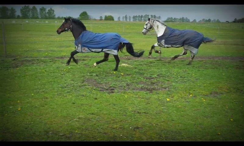 Knabstrupper Rufus den almægtige billede 4