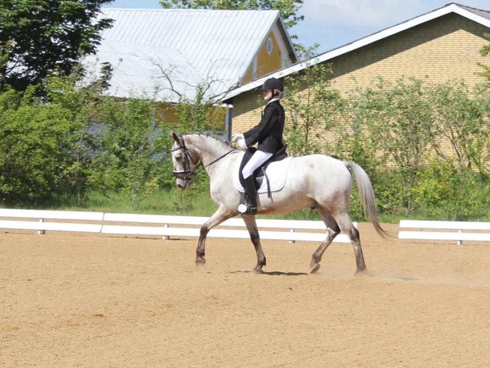 Knabstrupper Rufus den almægtige billede 5