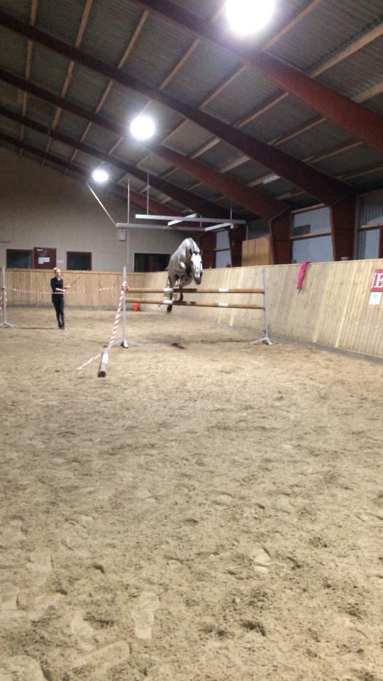 Knabstrupper Rufus den almægtige billede 7