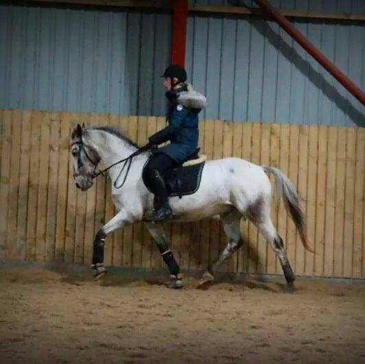 Knabstrupper Rufus den almægtige billede 8