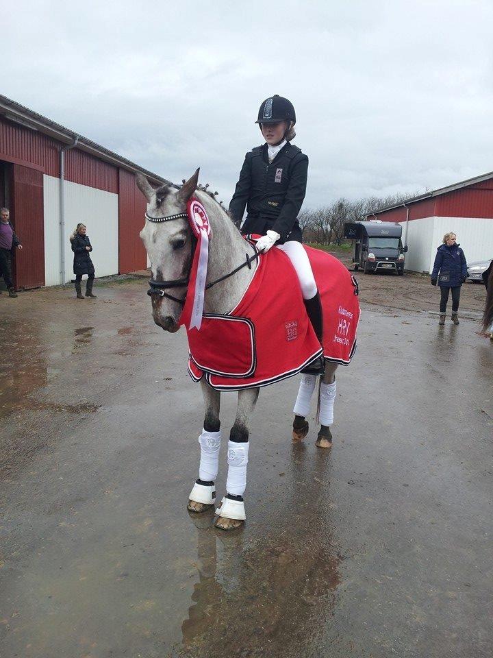 Knabstrupper Rufus den almægtige billede 2