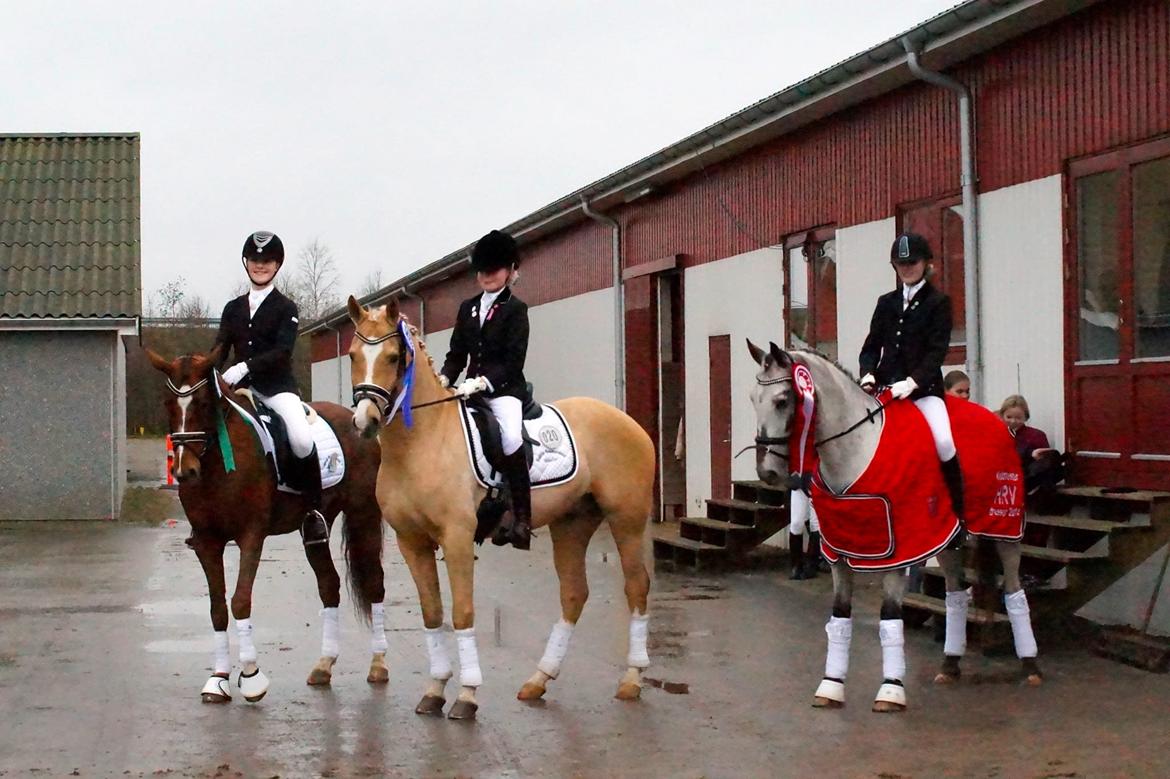 Knabstrupper Rufus den almægtige billede 1