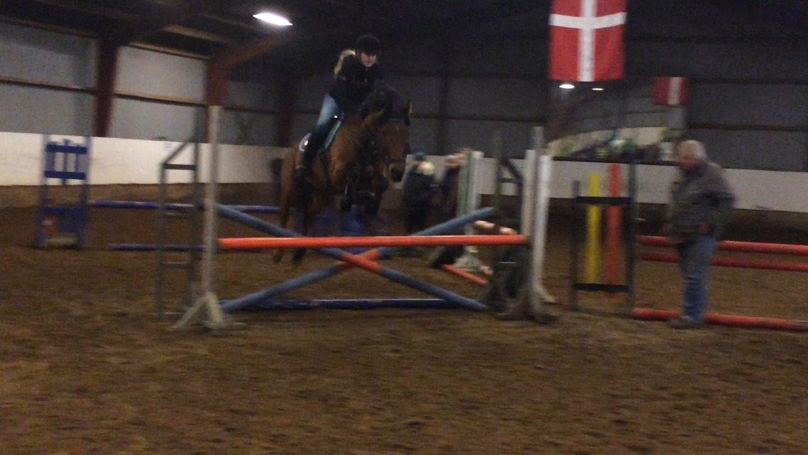 Anden særlig race Michelangelo B-pony billede 28