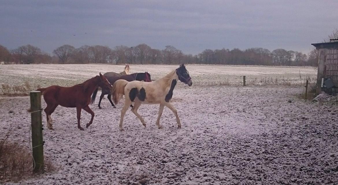 Pinto Araber JH Allonzy *Solgt* R.I.P. 18-01-2017 billede 37