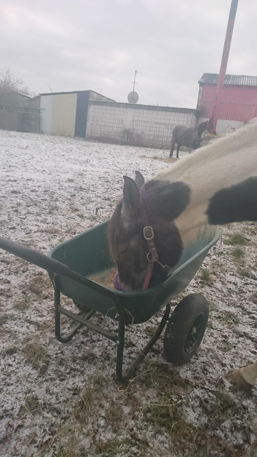 Pinto Araber JH Allonzy *Solgt* R.I.P. 18-01-2017 billede 38