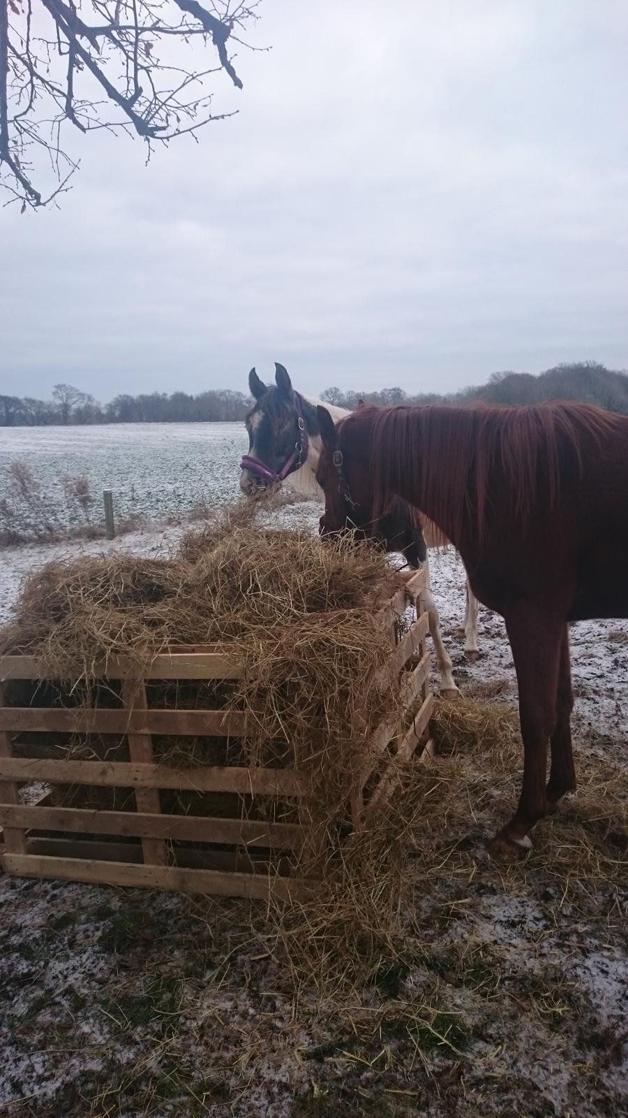 Pinto Araber JH Allonzy *Solgt* R.I.P. 18-01-2017 billede 40