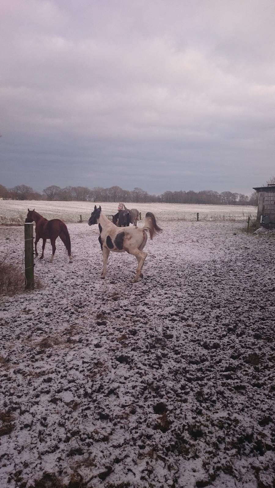 Pinto Araber JH Allonzy *Solgt* R.I.P. 18-01-2017 billede 39